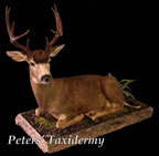 lifesize blacktail deer  mounted by Peters' Taxidermy
